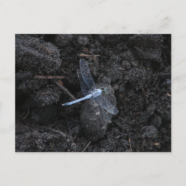 Blue Dragonfly Postcard (Front)