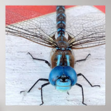 Blue Dragonfly Poster