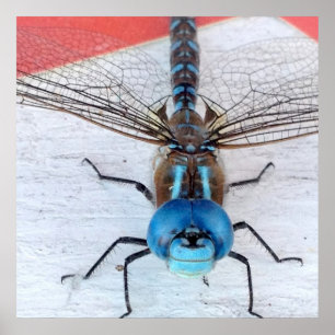 Blue Dragonfly Poster