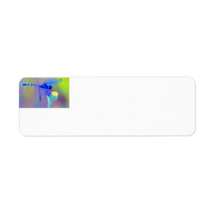 Blue Dragonfly Return Address