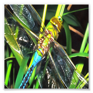 Blue Dragonfly Shimmering Wings Painting Photo Print