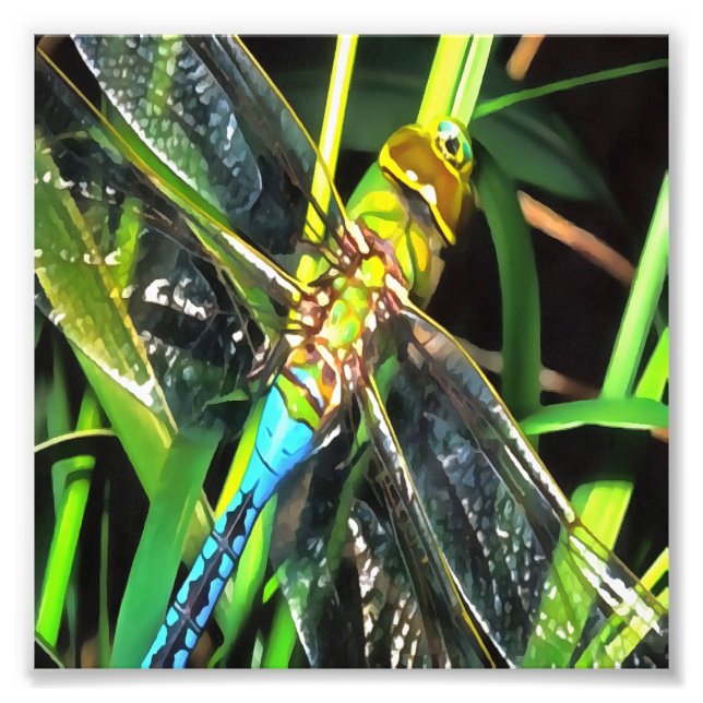 Blue Dragonfly Shimmering Wings Painting Photo Print (Front)