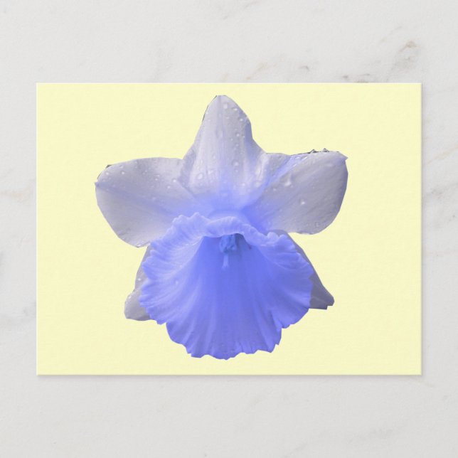 Blue Dripping Daffodil Flower Postcard (Front)