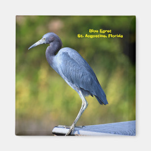 Blue Egret Background Magnet
