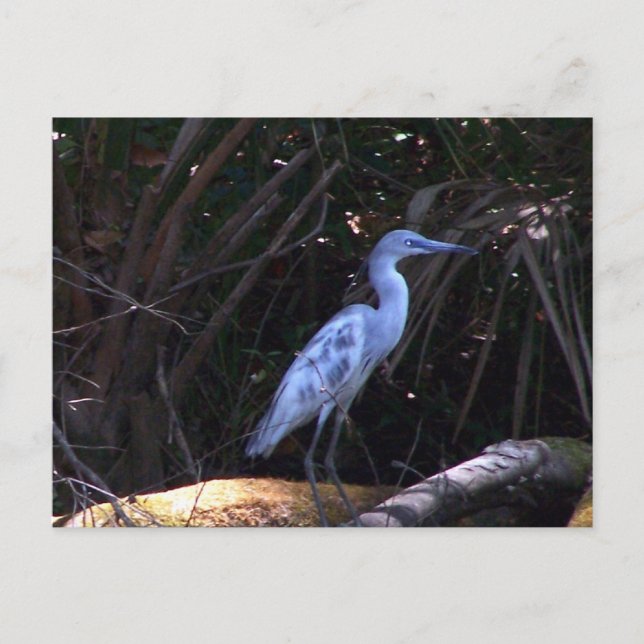 Blue Egret Postcard (Front)