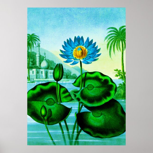 Blue Egyptian Water Lily / Lotus Illustration  Poster (Front)
