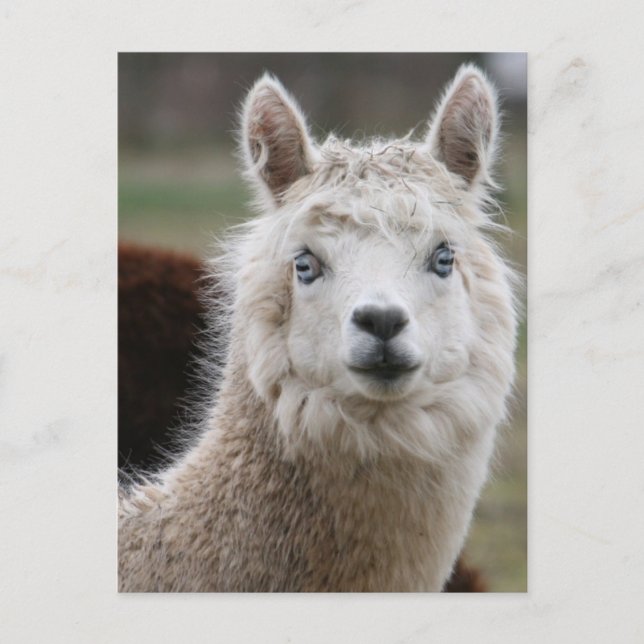 Blue-Eyed Alpaca Postcard (Front)