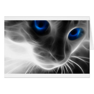 Blue Eyed Black and White Kitty Cat