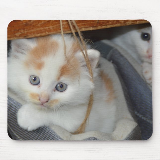 Blue Eyed, Brown and White patched Kitten in boot Mouse Pad (Front)