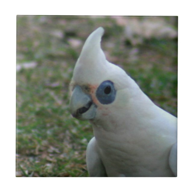 Blue Eyed Cockatoo Tile (Front)