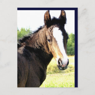 Blue-eyed Colt Postcards
