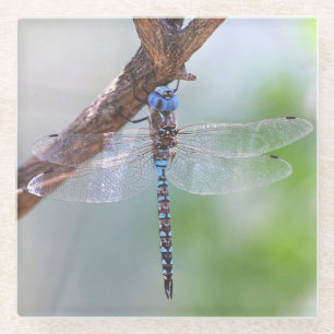 Blue-eyed Darner Dragonfly Glass Coaster