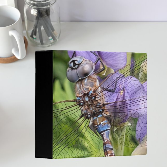Blue-Eyed Darner Dragonfly on Flower Binder (In Situ Angled)