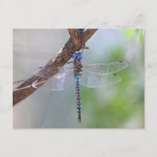 Blue-eyed Darner Dragonfly Postcard