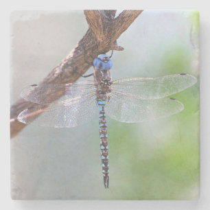 Blue-eyed Darner Dragonfly Stone Coaster