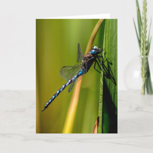 Blue-eyed Darner Dragonfly Thank You Card