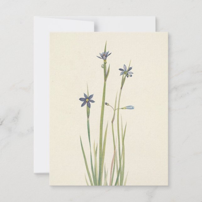 Blue-Eyed Grass by Mary Vaux Walcott Card (Front)