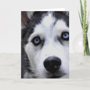 Blue Eyed Husky  Greeting Cards