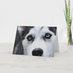 Blue Eyed Husky Greeting Cards