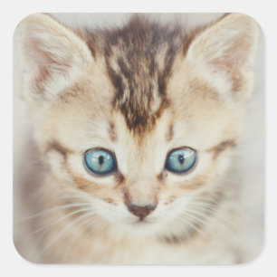 Blue Eyed Kitty Square Sticker