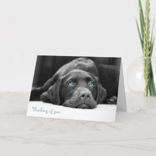 Blue Eyed Labrador Noir Et Blanc Cartes photos