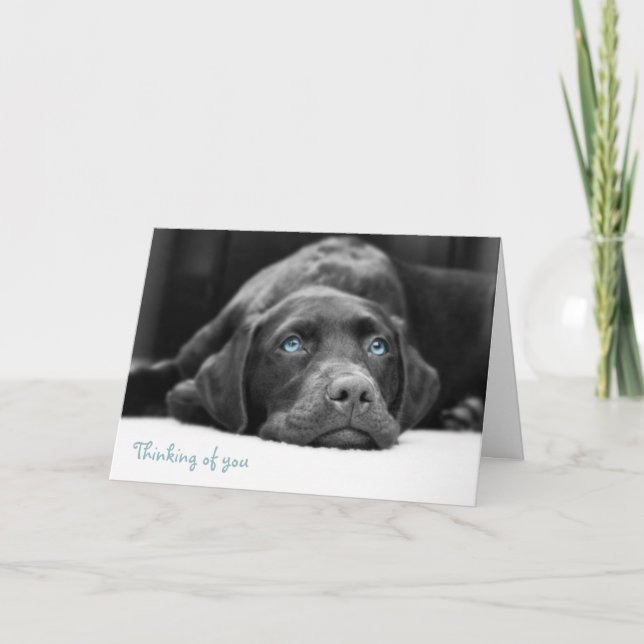 Blue Eyed Labrador Noir Et Blanc Cartes photos (Devant)