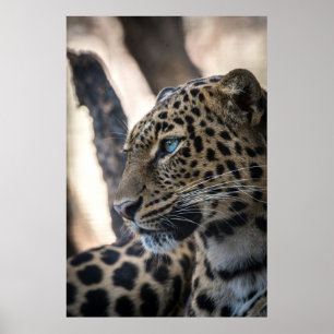 Blue Eyed Leopard Poster