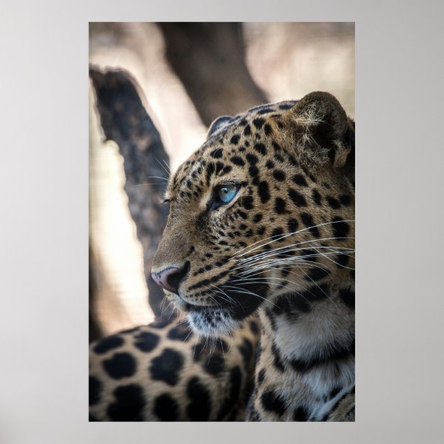Blue Eyed Leopard Poster (Front)