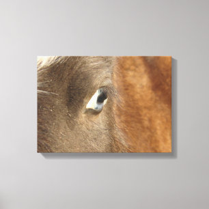 Blue Eyed Mini Filly Canvas Print
