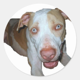 blue eyed pitbull sticker