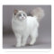 Blue-Eyed Ragdoll Cat Purfection