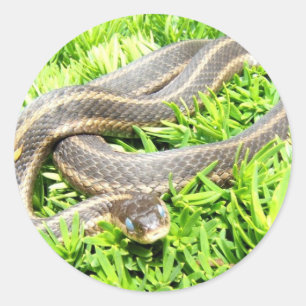 Blue Eyed Snake ~ sticker