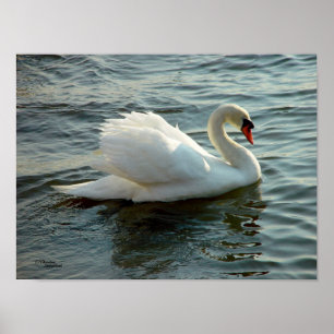 Blue eyed Swan Poster or Print