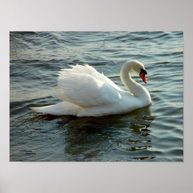 Blue eyed Swan Poster or Print (Front)