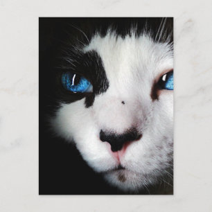 Blue Eyed Tuxedo Cat Close Up Postcard