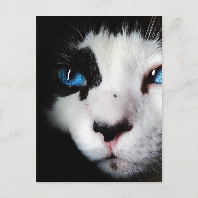Blue Eyed Tuxedo Cat Close Up Postcard (Front)
