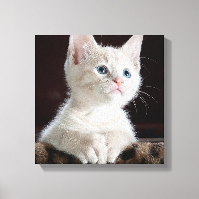 Blue Eyed White Kitten Canvas Print (Front)