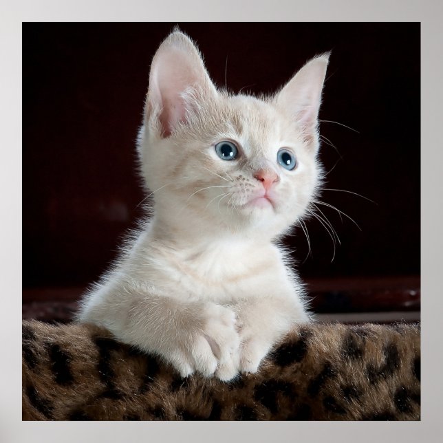 Blue Eyed White Kitten Poster (Front)