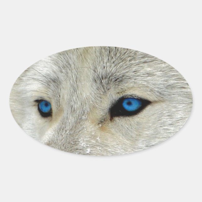 Blue Eyed White Wolf Oval Sticker (Front)