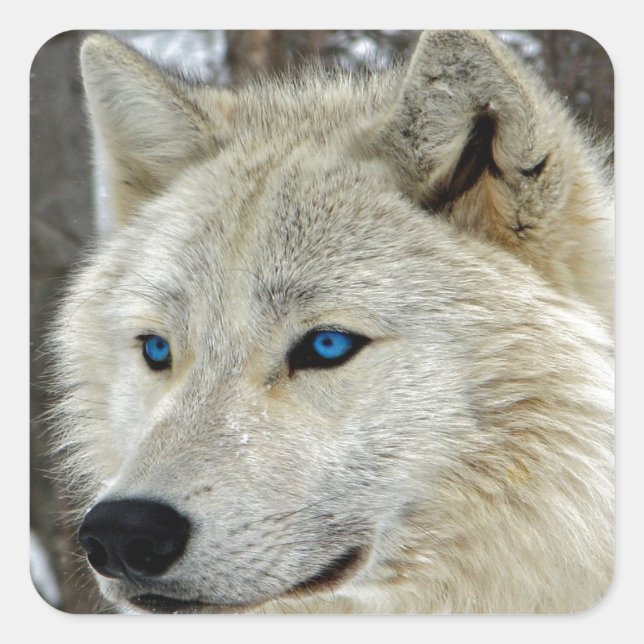 Blue Eyed White Wolf Square Stickers (Front)