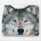 Blue Eyed Wolf