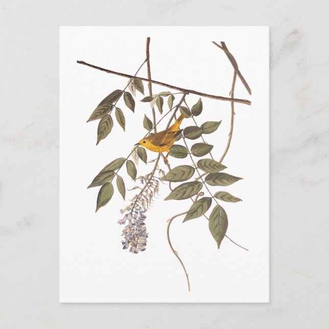 Blue-Eyed Yellow Warbler Audubon Bird on Wisteria Postcard (Front)