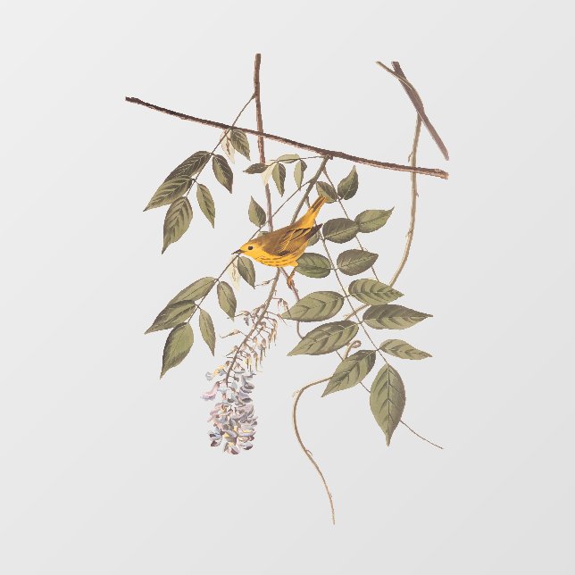 Blue-Eyed Yellow Warbler Audubon Bird on Wisteria  Window Cling (Sheet)