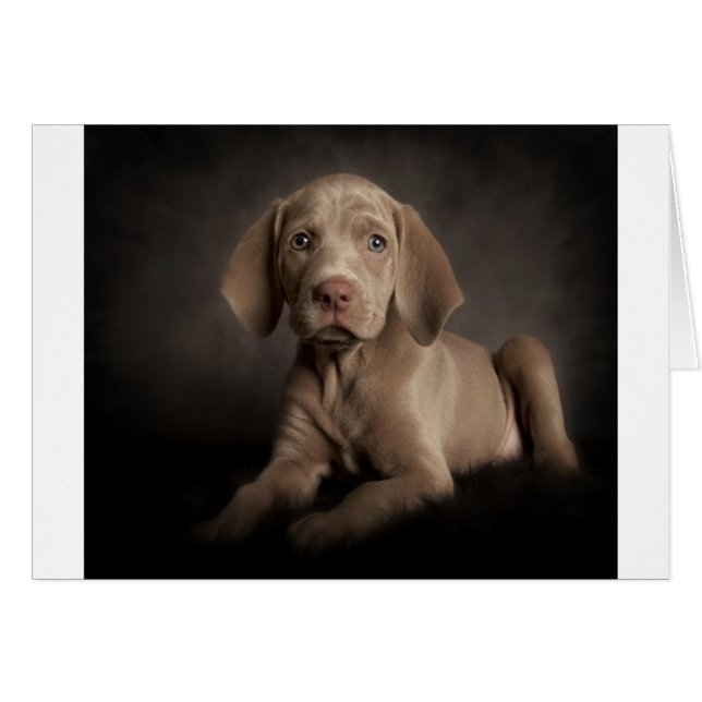 Blue eyes (Front Horizontal)