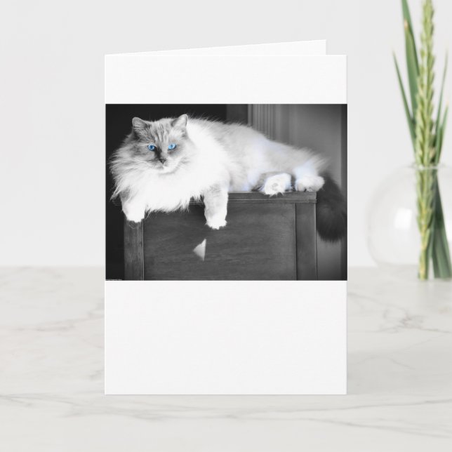 Blue Eyes, card (Front)