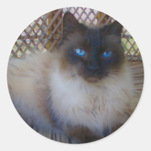 Blue Eyes Kitty Collection Classic Round Sticker