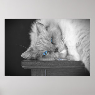 Blue Eyes, Poster