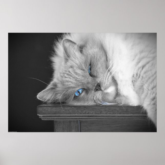 Blue Eyes, Poster (Front)