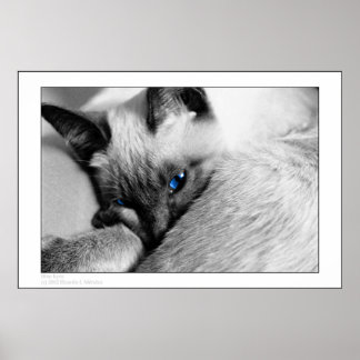 Blue Eyes Poster