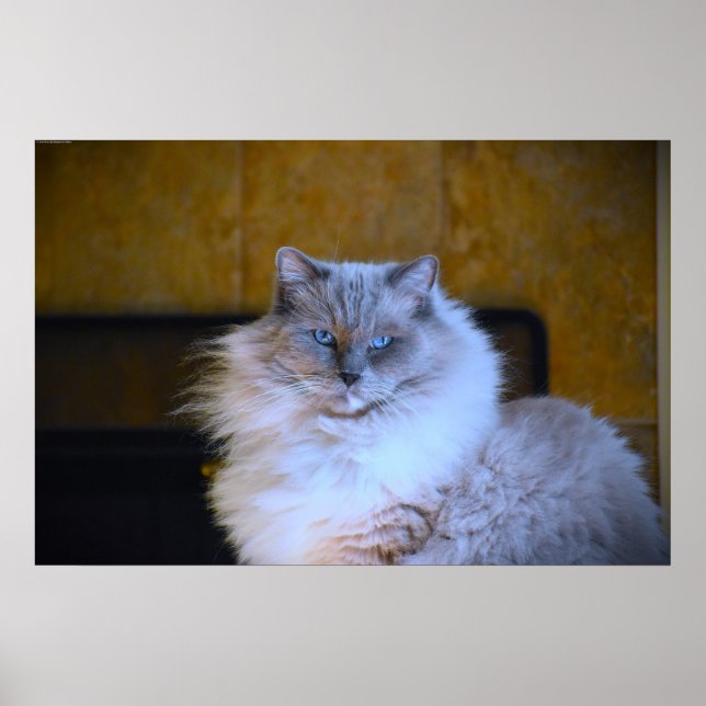 Blue Eyes, Poster (Front)